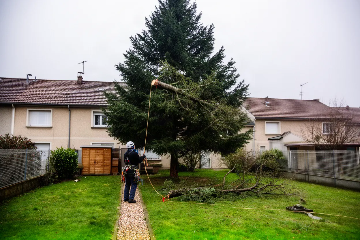 Démontage contrôlé d'un arbre près du bâti ancien à Riom